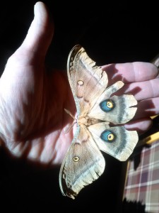 Polyphemus Moth