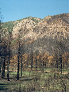 View of Mt Herman one month after the 1989 Berry Fire